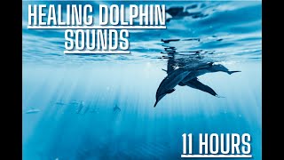 Dolphin Sounds In The Ocean [upl. by Anreval510]