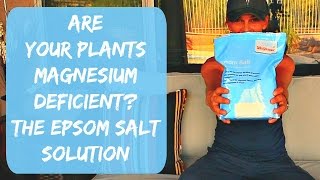 Epsom Salt for Plants  Tomatoes Peppers amp Hibiscus  Magnesium Deficienci in Plants [upl. by Aret124]