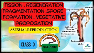 Fission  budding  fragmentation regeneration spore formation and Vegetative propagation class10 [upl. by Sneve]