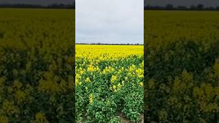 Canola fields  farming farmlife farm [upl. by Sirovat]