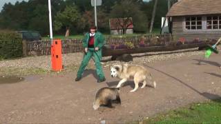 Dog bites badgers tail very funny HD Must see [upl. by Perdita]