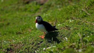 ITV Wales at Six  Skomer Islands Puffins [upl. by Ahtnamas]