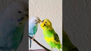 Happy budgies sound and singing for his love ❤️ 🥰 budgies parakeet parrot [upl. by Avehsile]