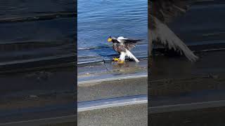 オオワシ知床羅臼shorts北海道 おすすめ 鳥 生き物 [upl. by Nnylram]