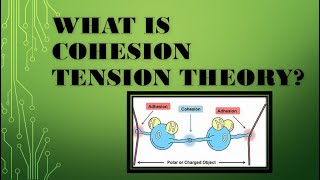 What is cohesion tension theory of transpiration BIOLOGY  PLANT physiology [upl. by Lauretta618]