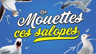 Top 8 des raisons de détester les mouettes [upl. by Cecil]