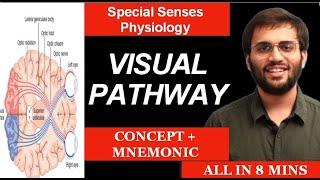 Visual Pathway  Physiology  Special Senses Physiology  Anatomy  Mnemonic amp Mechanism of Vision [upl. by Inness892]