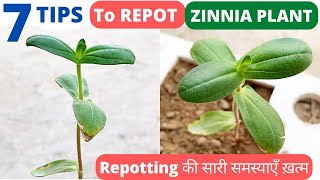 7 Tips to repot Zinnia Plant ZINNIA Plant repotting Zinnia Plant Care Zinnia Plant dead problem [upl. by Yessak]