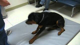 Rottweiler with Narcolepsy amp Cataplexy  Pt 3 [upl. by Mohorva552]