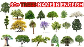 Learn Trees name in English🌲🍃  30 Names of Trees🌳  List of Trees Name in English [upl. by Rasmussen]