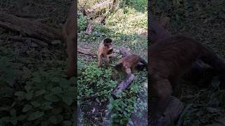 CAPUCHIN MONKEYS 🐒🐵🌿 MONKEY SANCTUARY [upl. by Other783]