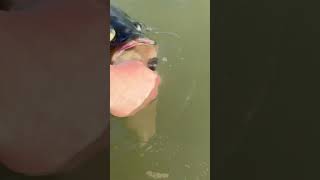 World Record Bass shortstop bass bassfishing howtofish worldrecordbass worldrecordfish [upl. by Konstantin910]