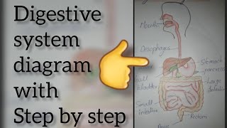 digestive system diagram with easy stepshow to draw digestive systemalimentary canalanatomy [upl. by Fortunio]