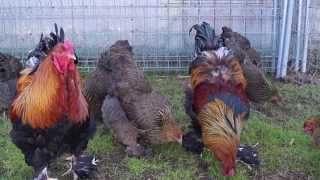 gallinas de raza brahma [upl. by Michaelina870]