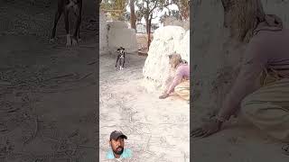 Dog Vs Duplicate Lion dog puppy pets doglover funny trending animals viral comedy prank [upl. by Eilyak485]