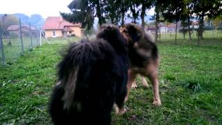 Tibetan mastiff mating [upl. by Galang]