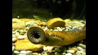 Sea lamprey Petromyzon marinus [upl. by Ecaroh]