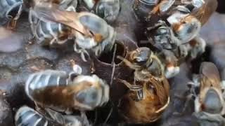 Oviposition process of Brazilian native stingless bee Melipona fasciculata in Belem Para [upl. by Belloir619]