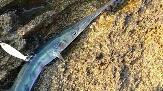 Dev Müren Balığı Saldırısı Zarganamı İkiye Böldü Moray Eel Attacked Gar Fish [upl. by Oakman613]