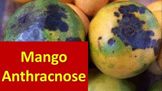 How to manage Anthracnose disease affecting Fruit set in Mango [upl. by Mannes]