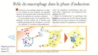 Induction de la réponse immunitaire spécifique partie 2 [upl. by Eunice196]