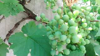 Vitis vinifera European grape [upl. by Plotkin]