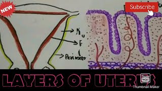 myometriumendometriumperimetrium LAYERS OF UTERUSMICROSCOPIC STRUCTURE OF UTERUS [upl. by Ardaid588]