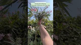 Free ke Plants gardening grow flowers trending youtube [upl. by Arocet]