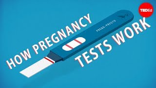 How do pregnancy tests work  Tien Nguyen [upl. by Yrok]