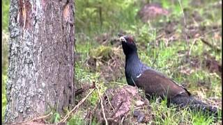 Der Auerhahn im Naturpark Oberer Bayerischer Wald [upl. by Baler]