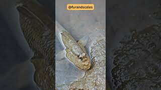 Mudskippers Fascinating Facts  Masters of Land and Water [upl. by Goode917]