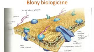 Budowa i funkcje błon biologicznych [upl. by Halimaj]