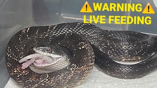 Live Feeding  Snake Eats 2 Live Mice [upl. by Huber898]