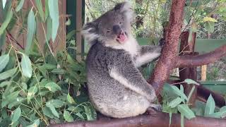 How Do Koala Sound Get to know the koala and its sounds  noises koala sound video [upl. by Nosreffej219]