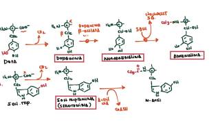 Conversión de Aminoácidos en algunos productos especializados [upl. by Nivrad]