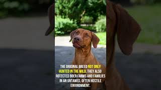 Fun facts about Rhodesian Ridgeback [upl. by Stephani]