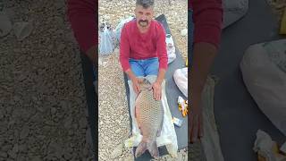 Sazan Avı Atatürk Barajı Coştu😲😲😲😲🤗🤗🎣🐬🐬🐬🎣abuzerdaghqn 👏👏 fishing balikavi sazanavı carpfishing [upl. by Nwavahs375]