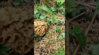 Duo de grosses morilles  La saison des morilles 2023 Shorts nature asmr [upl. by Lamiv]