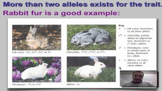 Chapter 11 Part 11  Multiple Alleles [upl. by Mel]