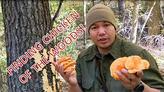 How to identify harvest and cook Chicken of the Woods [upl. by Julianna]