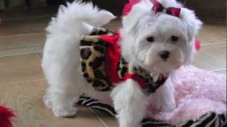 Teacup Maltese ADORABLE LOVING LORI Dallas Texas Maltese For sale [upl. by Neddy]