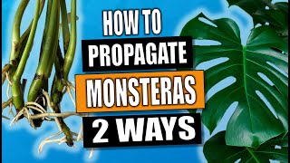 Monstera Propagation 2 Ways to Propagate Monstera Deliciosa [upl. by Ellirpa]