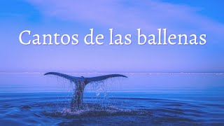 Cantos cetáceos ✨ ballenas jorobadas ✨ cantos sanadores y terapéuticos [upl. by Illyes]