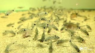 遇鼠鼠  檢疫中的野生月光鼠 Corydoras hastatus [upl. by Eltsirc276]