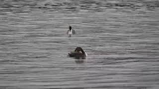 Great Crested Grebes preening in drizzle [upl. by Karalynn]