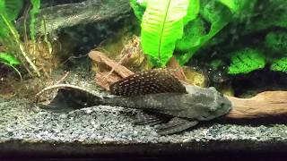 Sailfin Pleco Is Getting Too Big For My 55 Gallon T Bar Cichlid Tank [upl. by Auqeenahs]