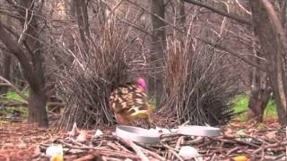 Western Bowerbird [upl. by Htennaj265]