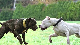 Pitbull attacks leopard to save its friend [upl. by Clava]