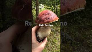 Ruby Porcino Boletus rubriceps found by Hernan Castro DesertAlchemist in Colorado [upl. by Kam]