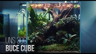 30C Buce Cube Aquascape [upl. by Jacobsohn]